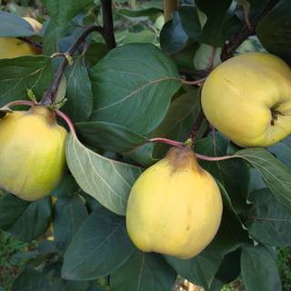 Cydonia oblonga wallpaper