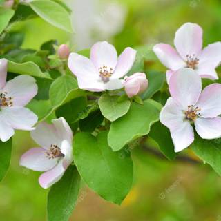 Cydonia oblonga wallpaper