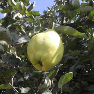 Cydonia oblonga wallpaper