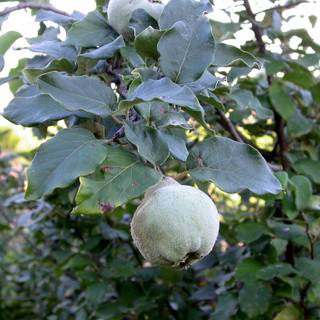 Cydonia oblonga wallpaper