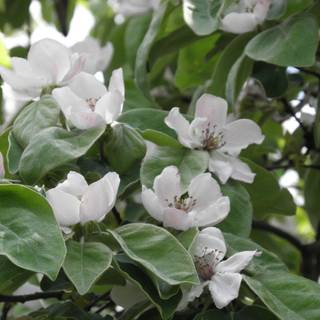 Cydonia oblonga wallpaper