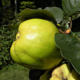 Cydonia oblonga wallpaper