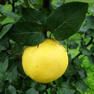 Cydonia oblonga wallpaper