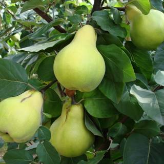 Cydonia oblonga wallpaper