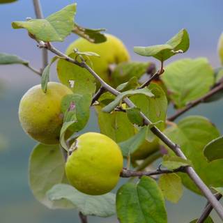 Cydonia oblonga wallpaper