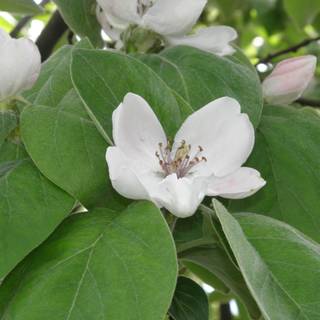 Cydonia oblonga wallpaper