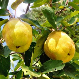 Cydonia oblonga wallpaper