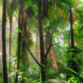 iPhone XR jungle wallpaper