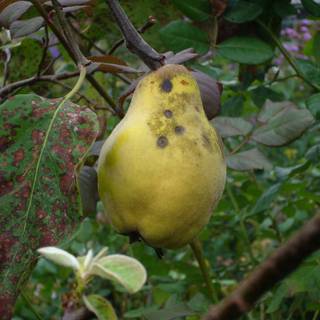 Cydonia oblonga wallpaper