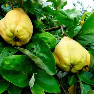 Cydonia oblonga wallpaper