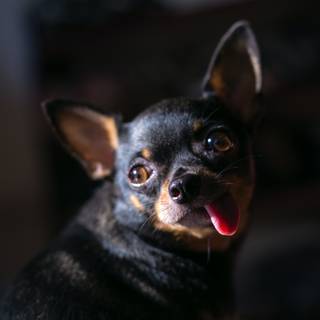 Black Chihuahua wallpaper