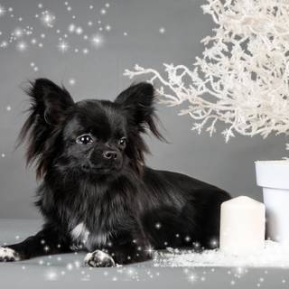 Black Chihuahua wallpaper