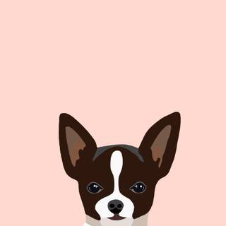 Black Chihuahua wallpaper