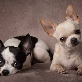 Black Chihuahua wallpaper