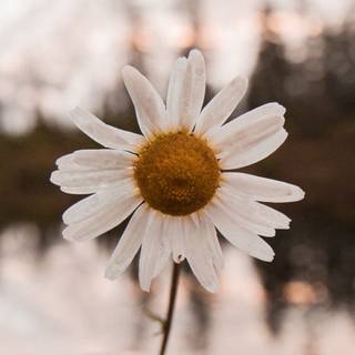 Chamomile iPhone wallpaper