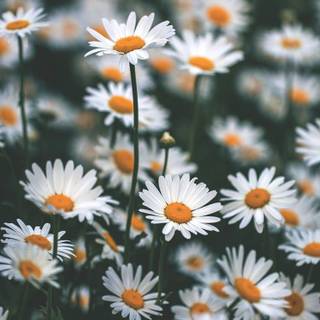 Chamomile iPhone wallpaper