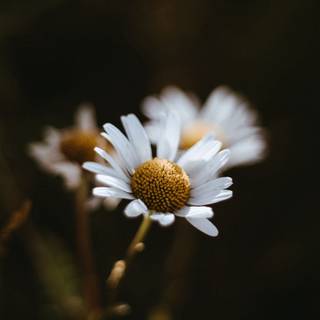 Chamomile iPhone wallpaper