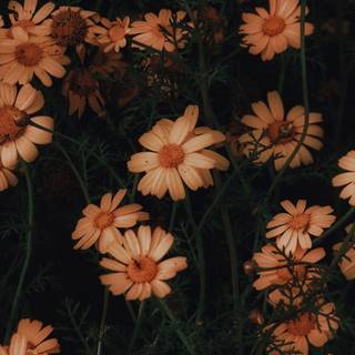 Chamomile iPhone wallpaper