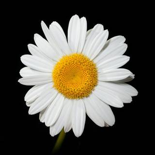 Chamomile iPhone wallpaper