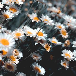 Chamomile iPhone wallpaper