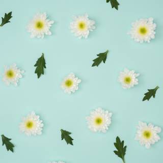 Chamomile iPhone wallpaper