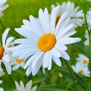 Chamomile iPhone wallpaper