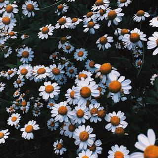 Chamomile iPhone wallpaper