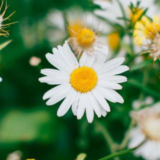 Chamomile iPhone wallpaper