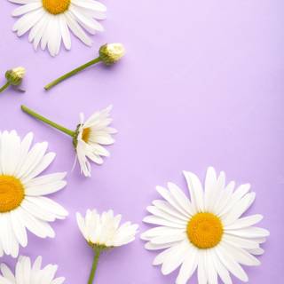 Chamomile iPhone wallpaper
