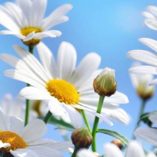 Chamomile iPhone wallpaper