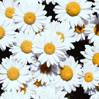 Chamomile iPhone wallpaper