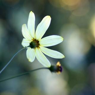 Chamomile iPhone wallpaper