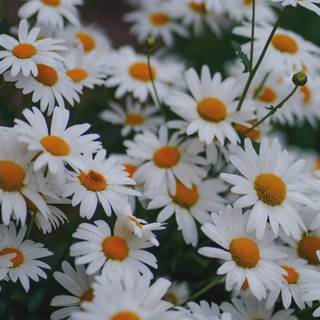 Chamomile iPhone wallpaper