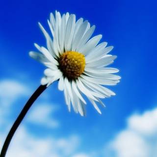 Chamomile iPhone wallpaper