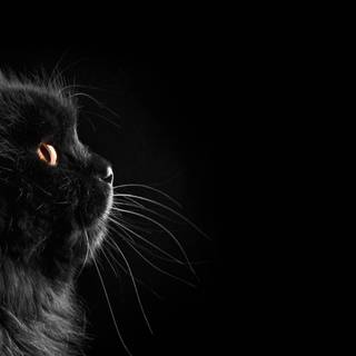 Cute dark desktop wallpaper