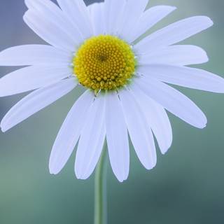 Chamomile iPhone wallpaper