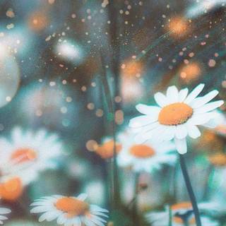 Chamomile iPhone wallpaper