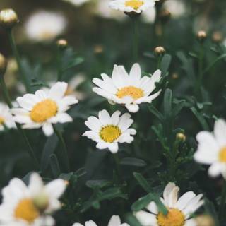 Chamomile iPhone wallpaper