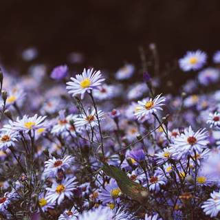Chamomile iPhone wallpaper