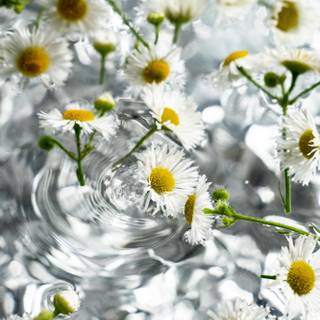 Chamomile iPhone wallpaper