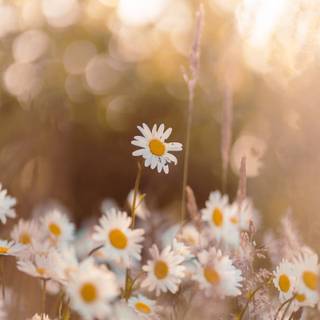 Chamomile iPhone wallpaper