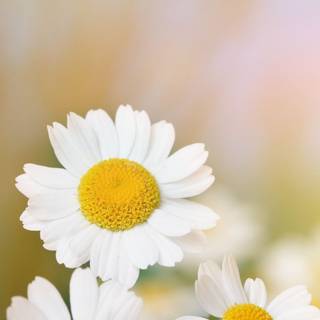 Chamomile iPhone wallpaper