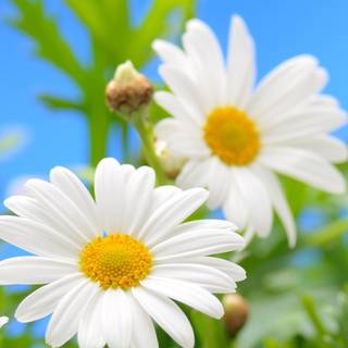 Chamomile iPhone wallpaper
