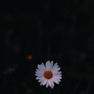 Chamomile iPhone wallpaper