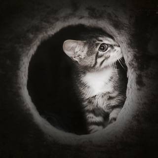 Cute dark desktop wallpaper