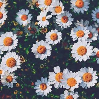 Chamomile iPhone wallpaper