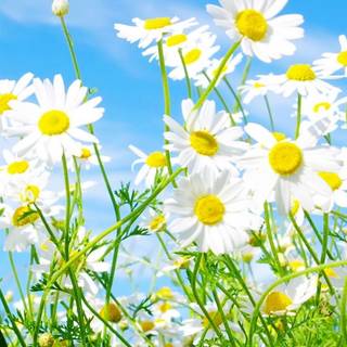 Chamomile iPhone wallpaper