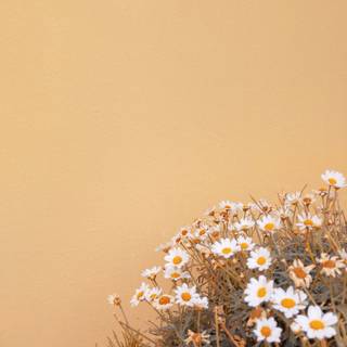 Chamomile iPhone wallpaper