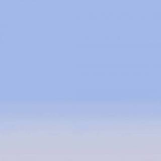 Chamomile iPhone wallpaper