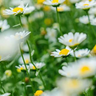 Chamomile iPhone wallpaper